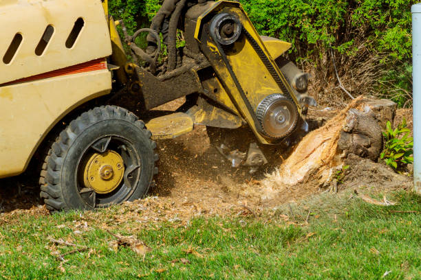 The Steps Involved in Our Tree Care Process in Emerald Lake Hills, CA